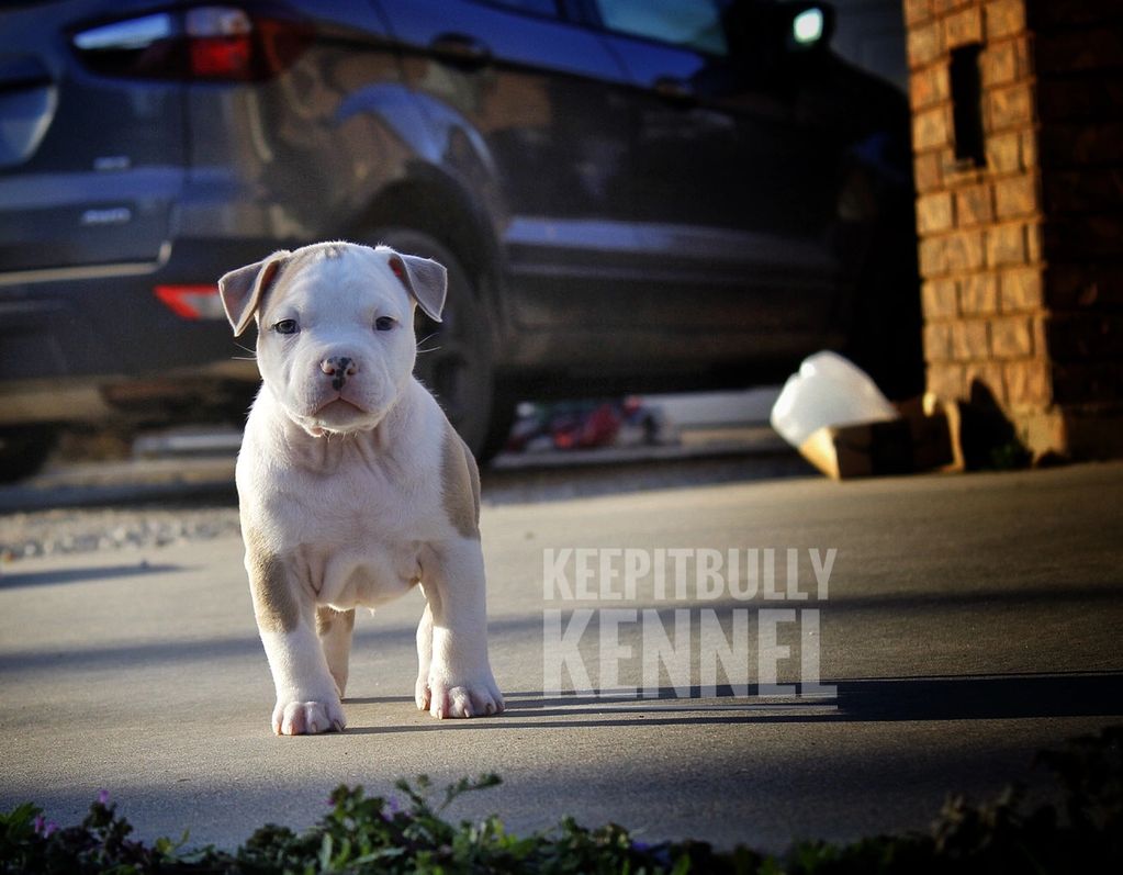 Pocket American Bully- 6 weeks old 