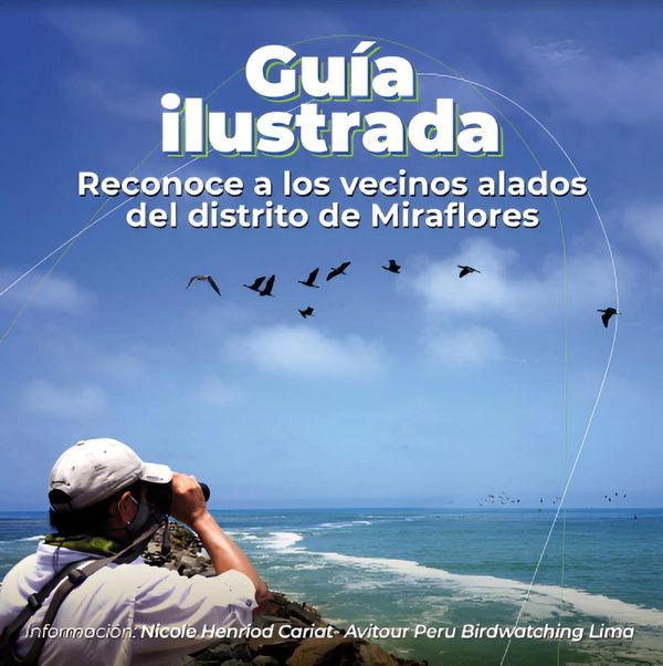 Guía ilustrada para reconocer aves en Miraflores con un observador mirando al mar.