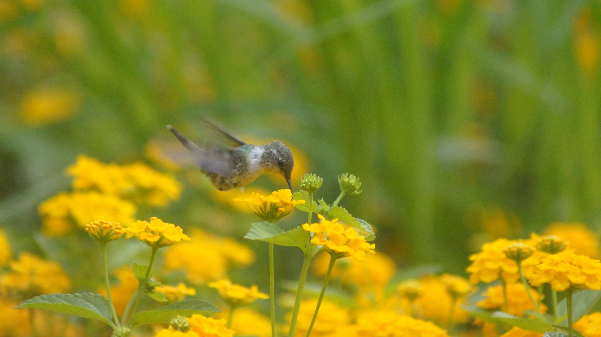 10 reasons why birds are important