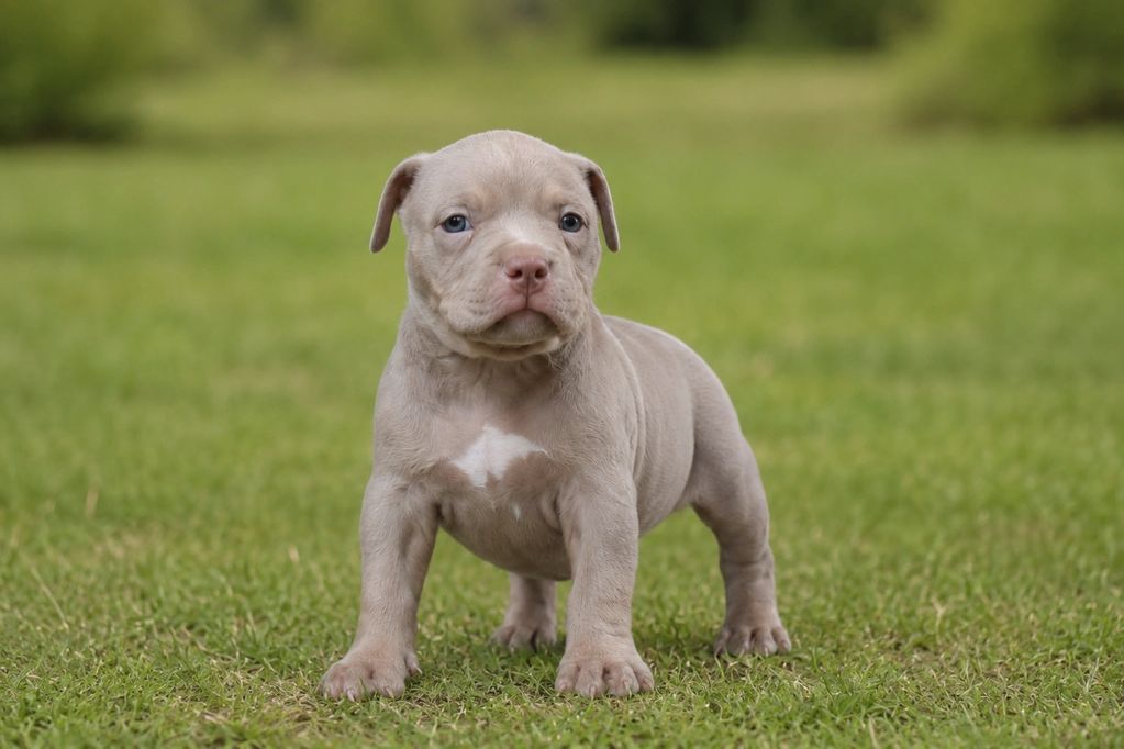 A gray puppy standing on grass.