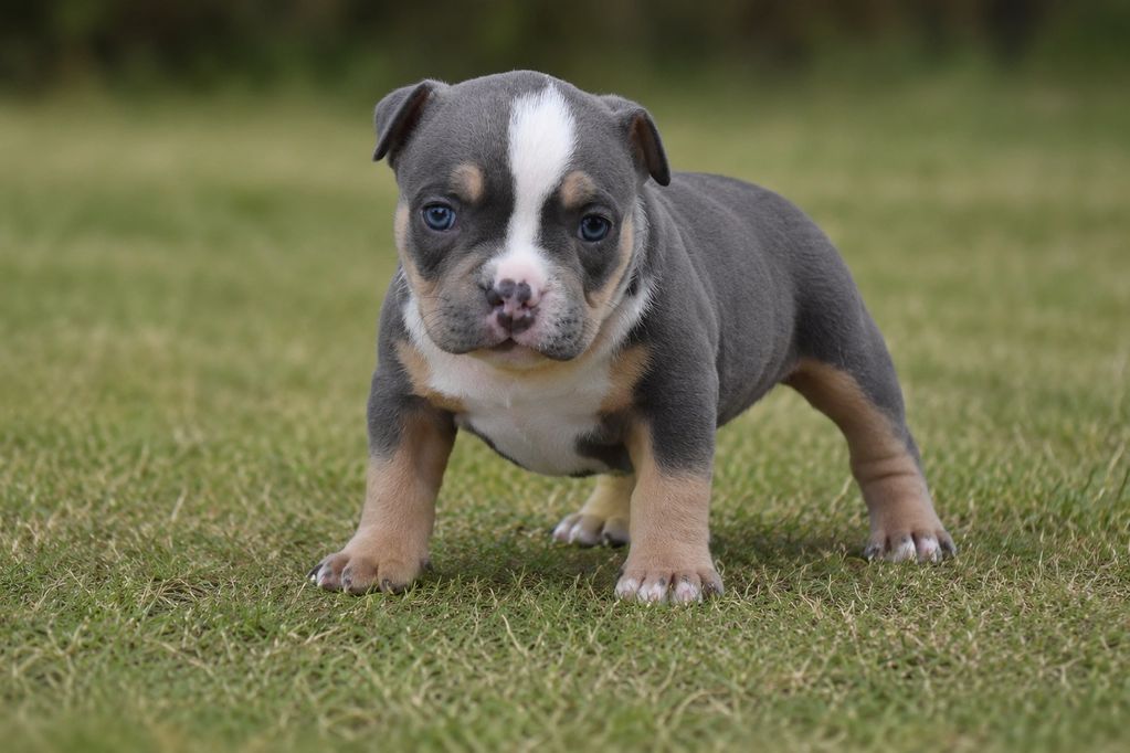 A cute gray and tan puppy standing on grass.