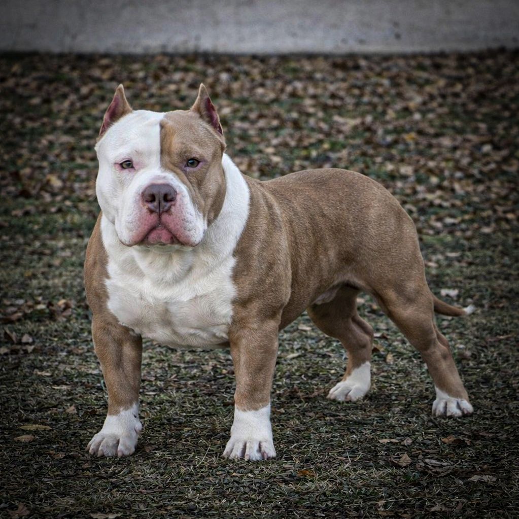 Strong and muscular American Bully dog standing outdoors.