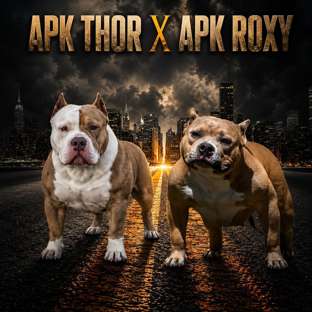 Two muscular dogs, APK Thor and APK Roxy, stand on a city street at night.