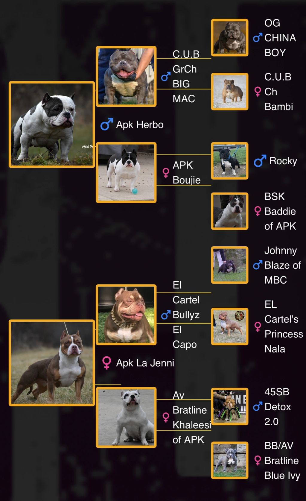 Detailed dog pedigree chart with photos and names showing lineage of American Bully breed.