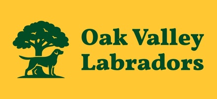 oakvalleylabradors.com