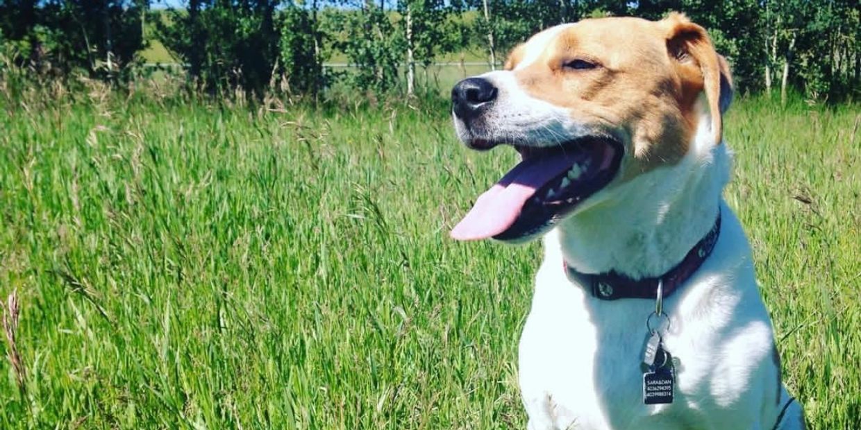 Happy dog panting in a sunny grassy field.