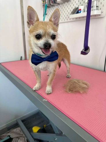 A small, freshly groomed chihuahua with a blue bowtie.