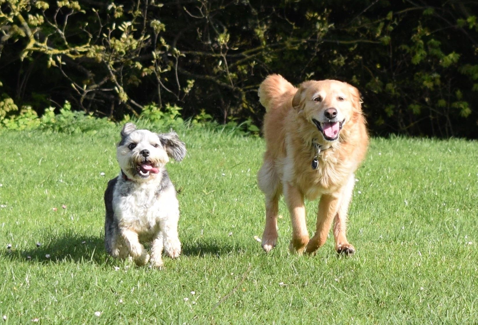 Dashing Dogs - Home