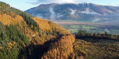 Whinlatter Forest
