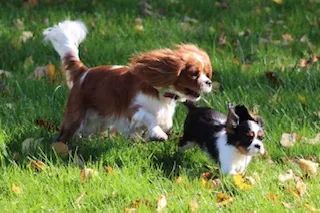 cavalier king charles spaniel papillon mix