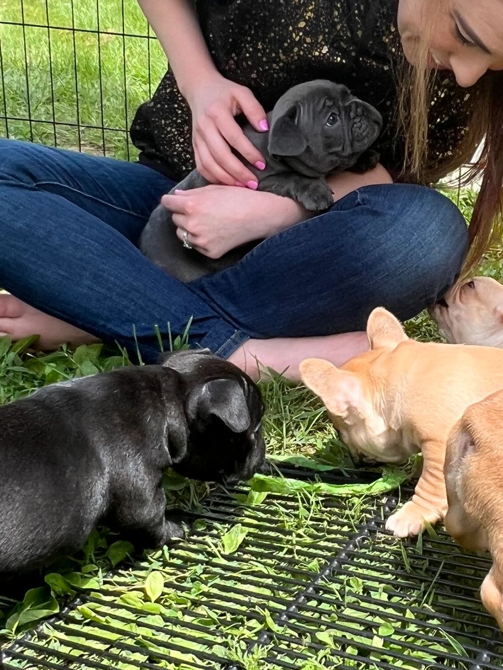 Diego and his new French bulldog family 