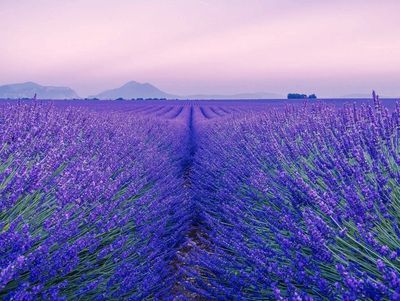 Lavender field at sunset with mountains in the background.