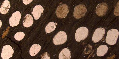 Thin section of fossil wood