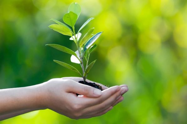 Photo of plant in someone's hand.