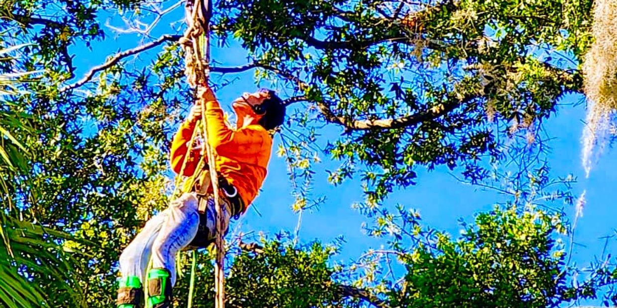 Tree removal near me , tree trimming near me , Jacksonville , St. John's county tree service,