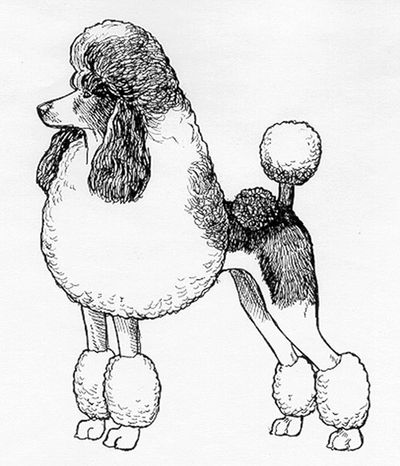 UKC Multi-Colored Poodle - click to download the standard. 