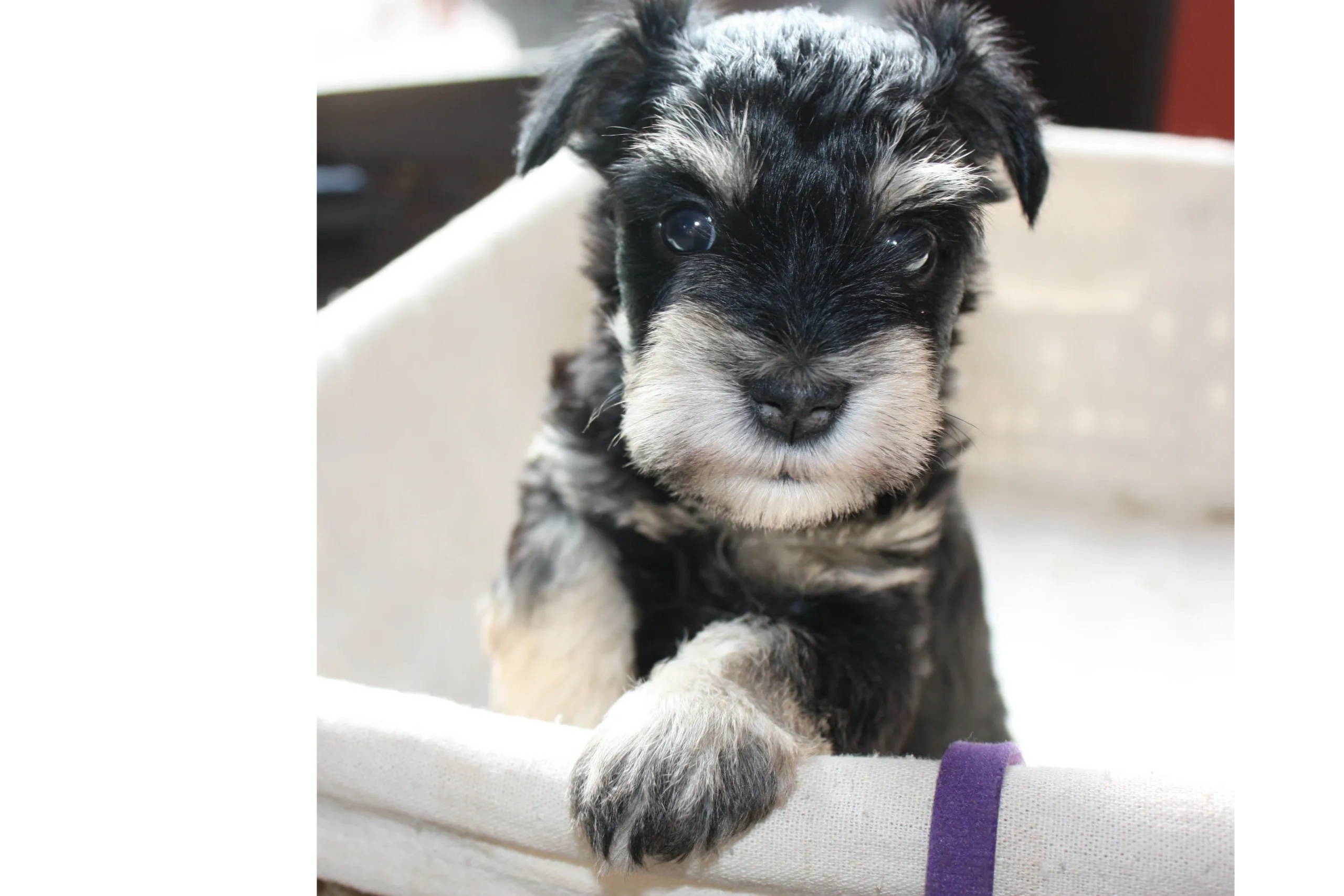 are schnauzers born with tails