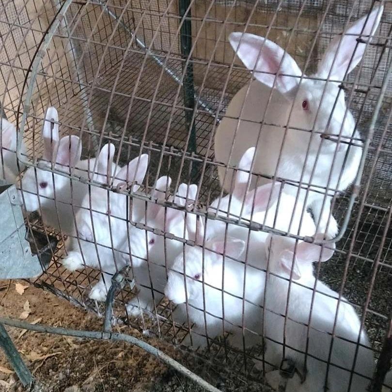 Tamuk Rabbits of California - New Zealand Whites Rabbits,Rabbits, Tamuk ...