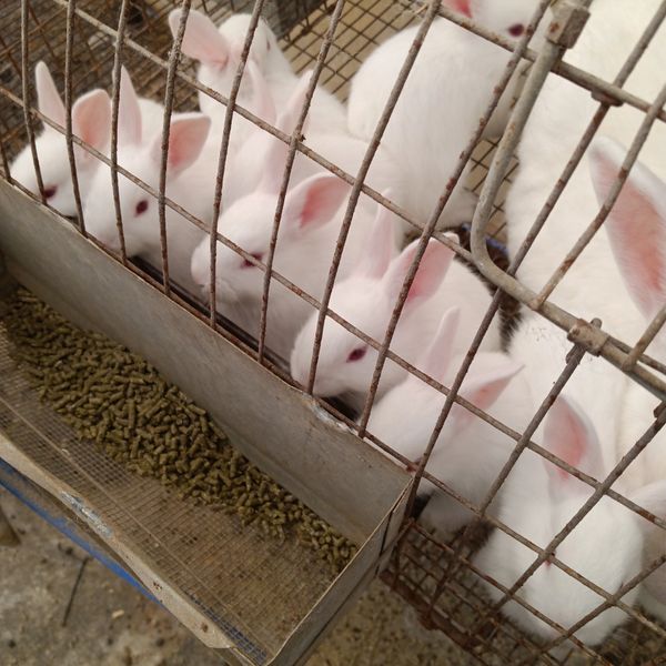 Tamuk baby rabbits starting to eat 