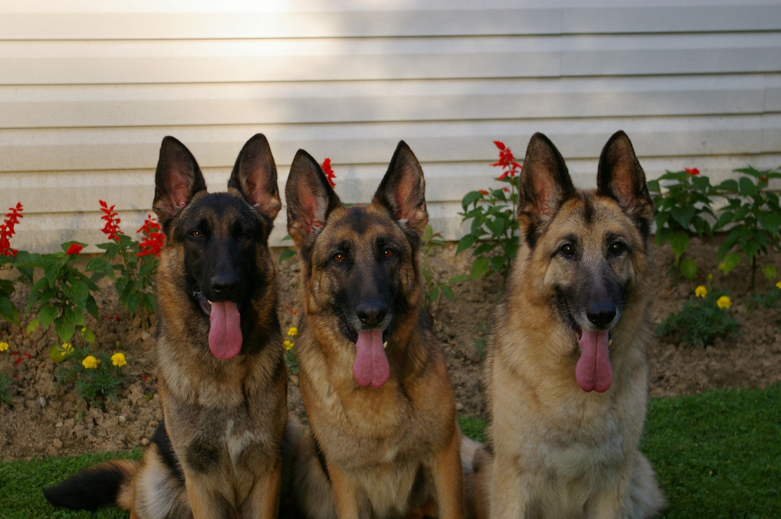 What Does A Black Spot On A German Shepherds Tongue Mean