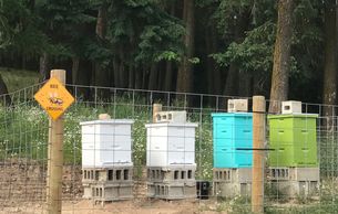 Lazy JM Ranch Happy Honey Bees