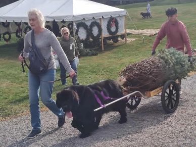 Dog pulling a cart with a Christmas tree.