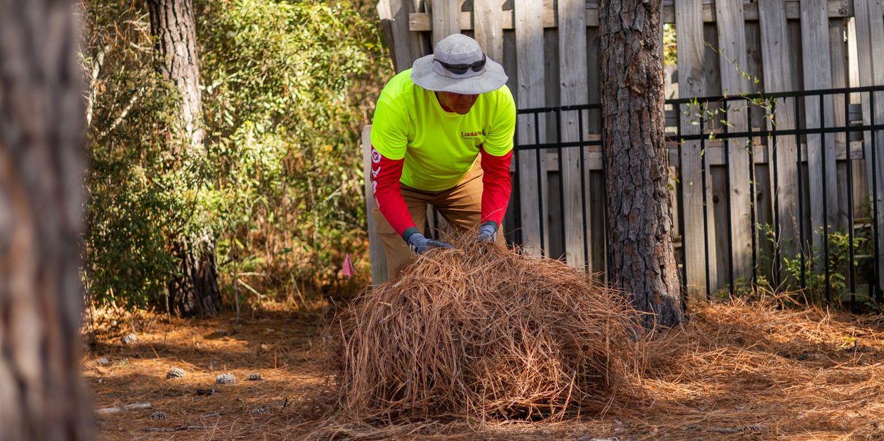 Luckie's pine straw  installation