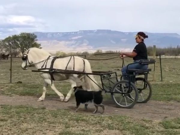 Coach Sheila teaching "Marshmallow" his driving skills, 2021