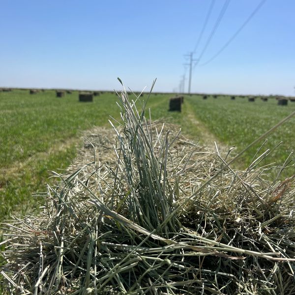 Close-up of hay bale with green grass and blue sky in background.