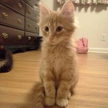 Jasper