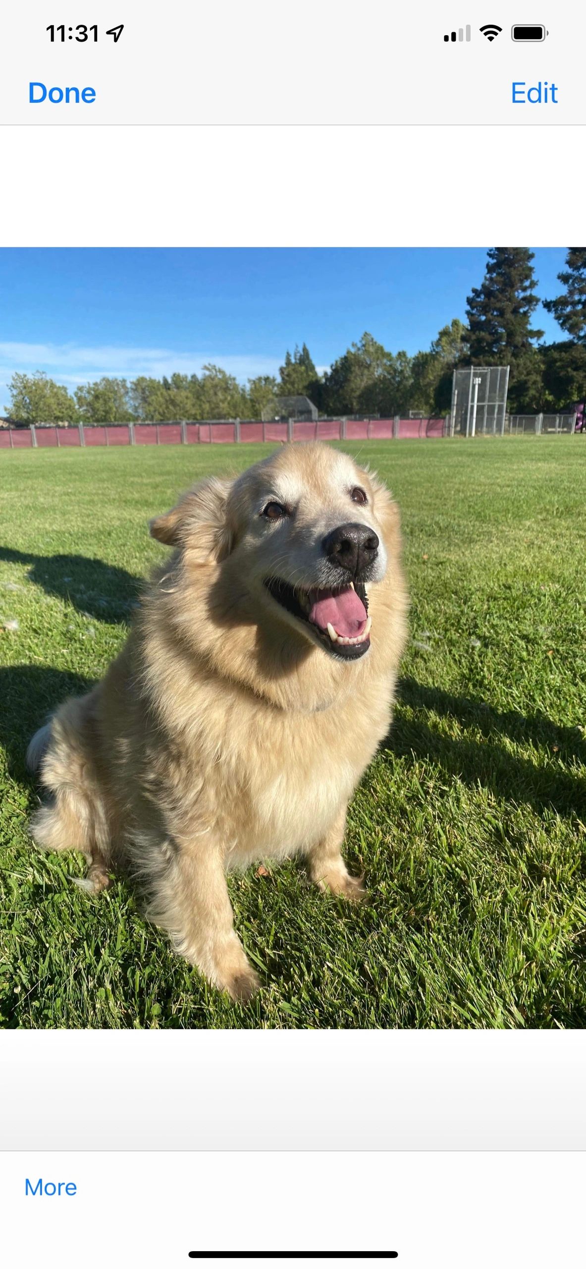 BrokeTail rescue and sanctuary - Dog Rescue, Dog Sanctuary