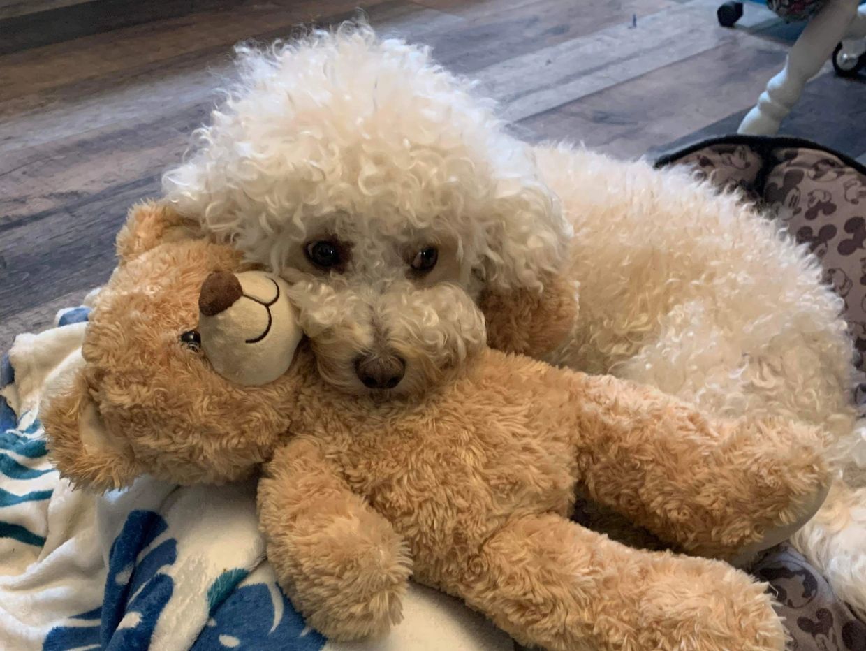 A tiered Maltipoo dog lying in his dog bed looking at you with his head on his teddy bear