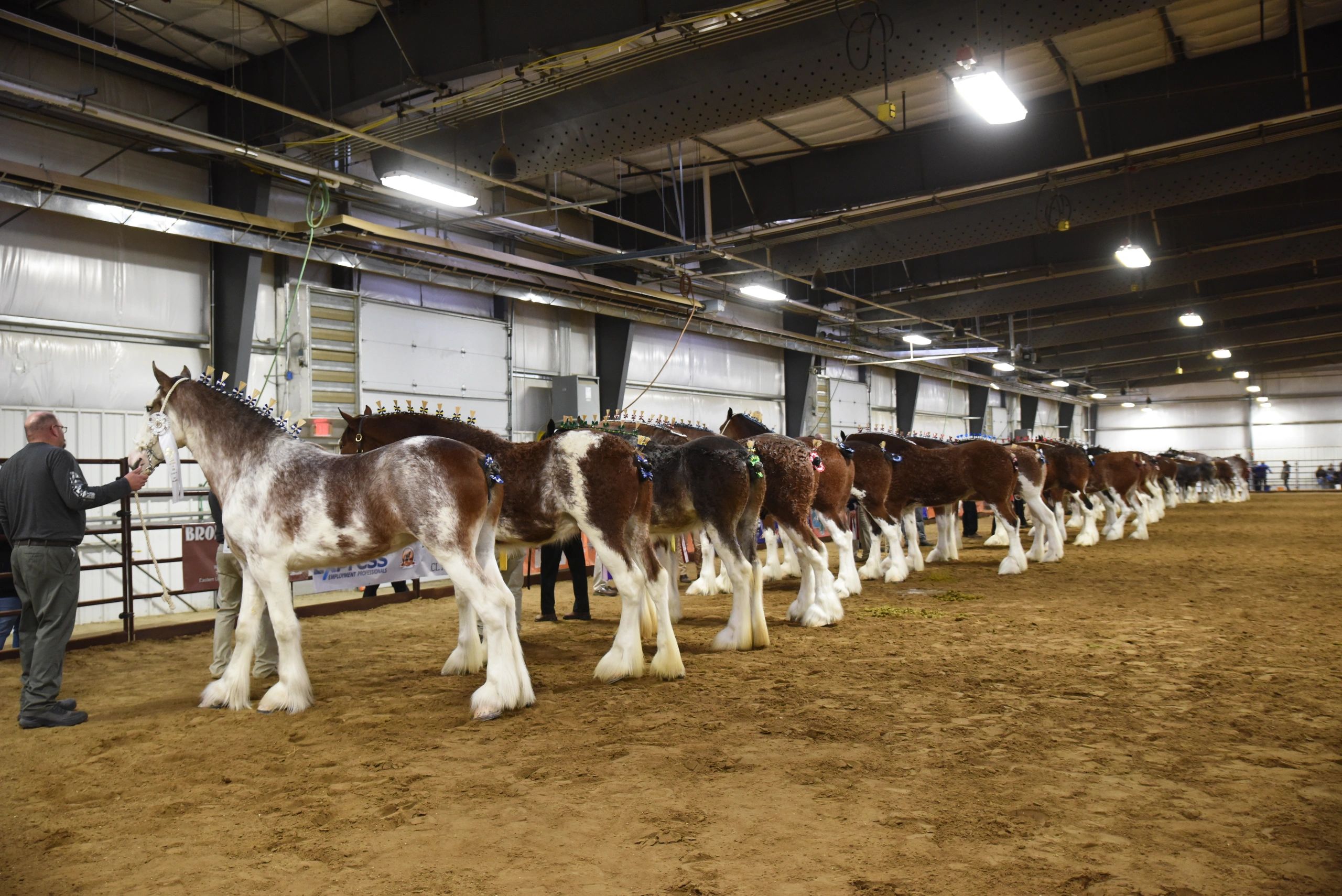 World Clydesdale Show USA