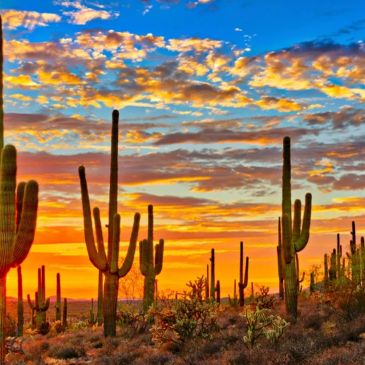 Sunset over a cactus-filled desert landscape with vibrant clouds.
