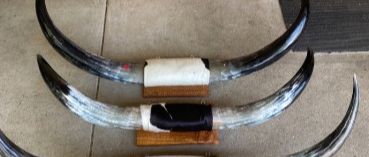 bull-horns