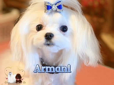 Small white dog with a blue bow.
