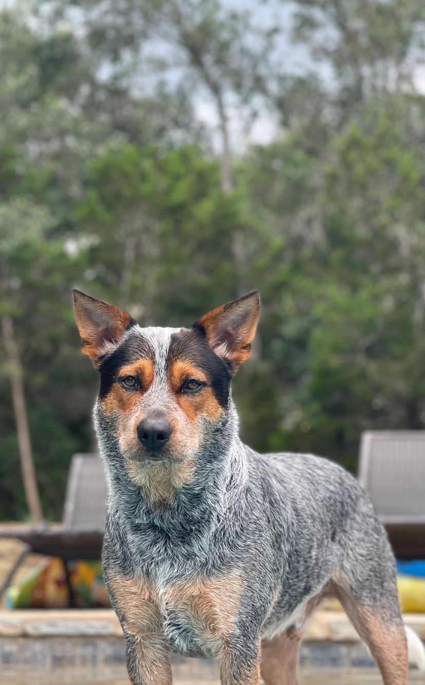 Are Blue Heelers Born Without Tails