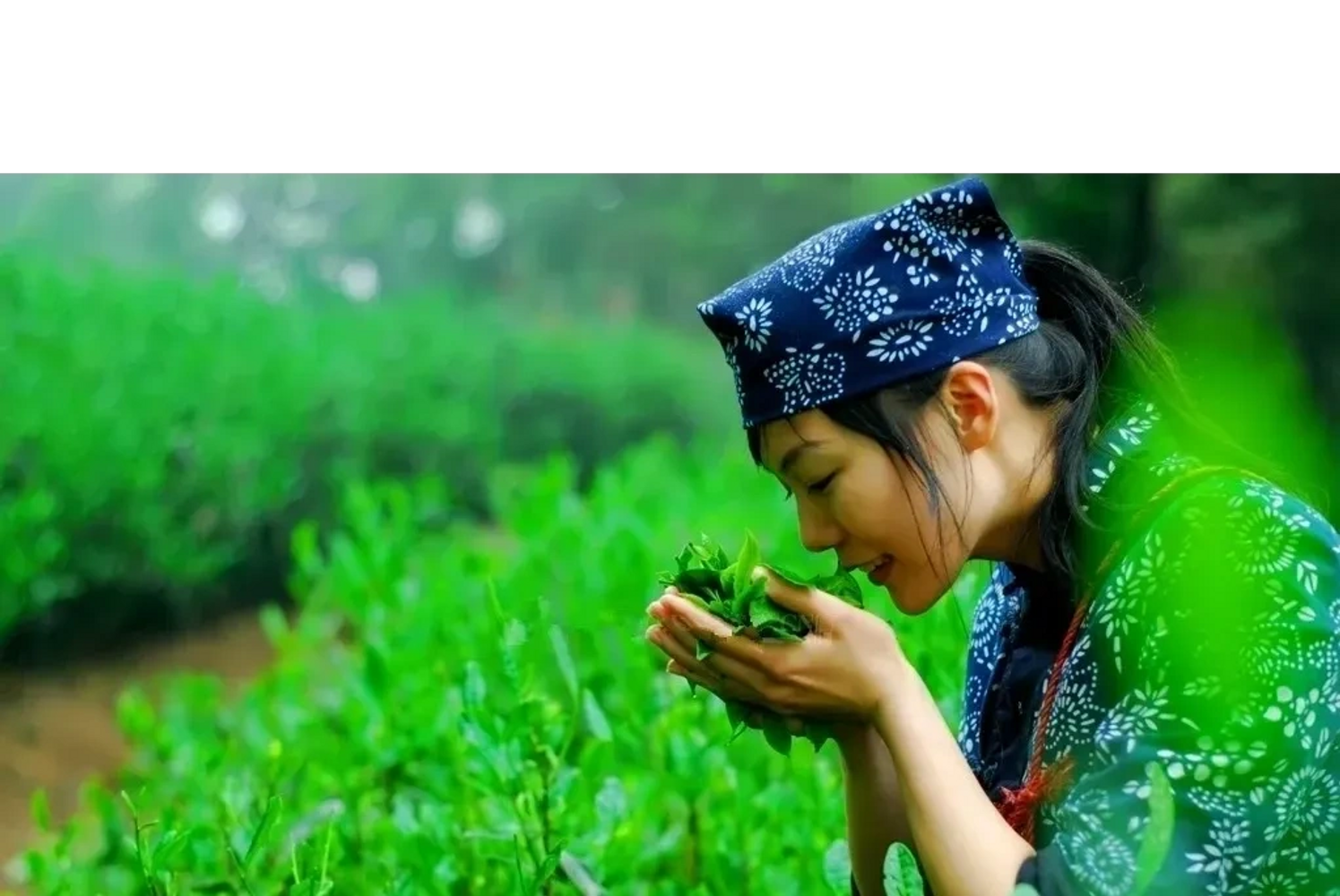 Woman in traditional attire smelling fresh tea leaves in a green tea garden.