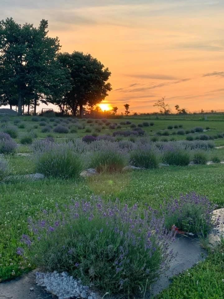 Lavender Festival 2023