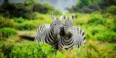Two zebras in Africa