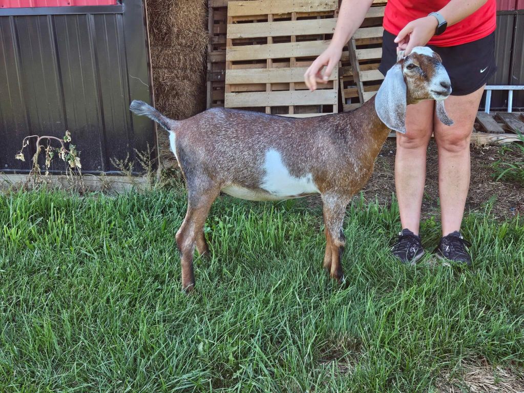 A brown and white goat standing on grass next to a person.