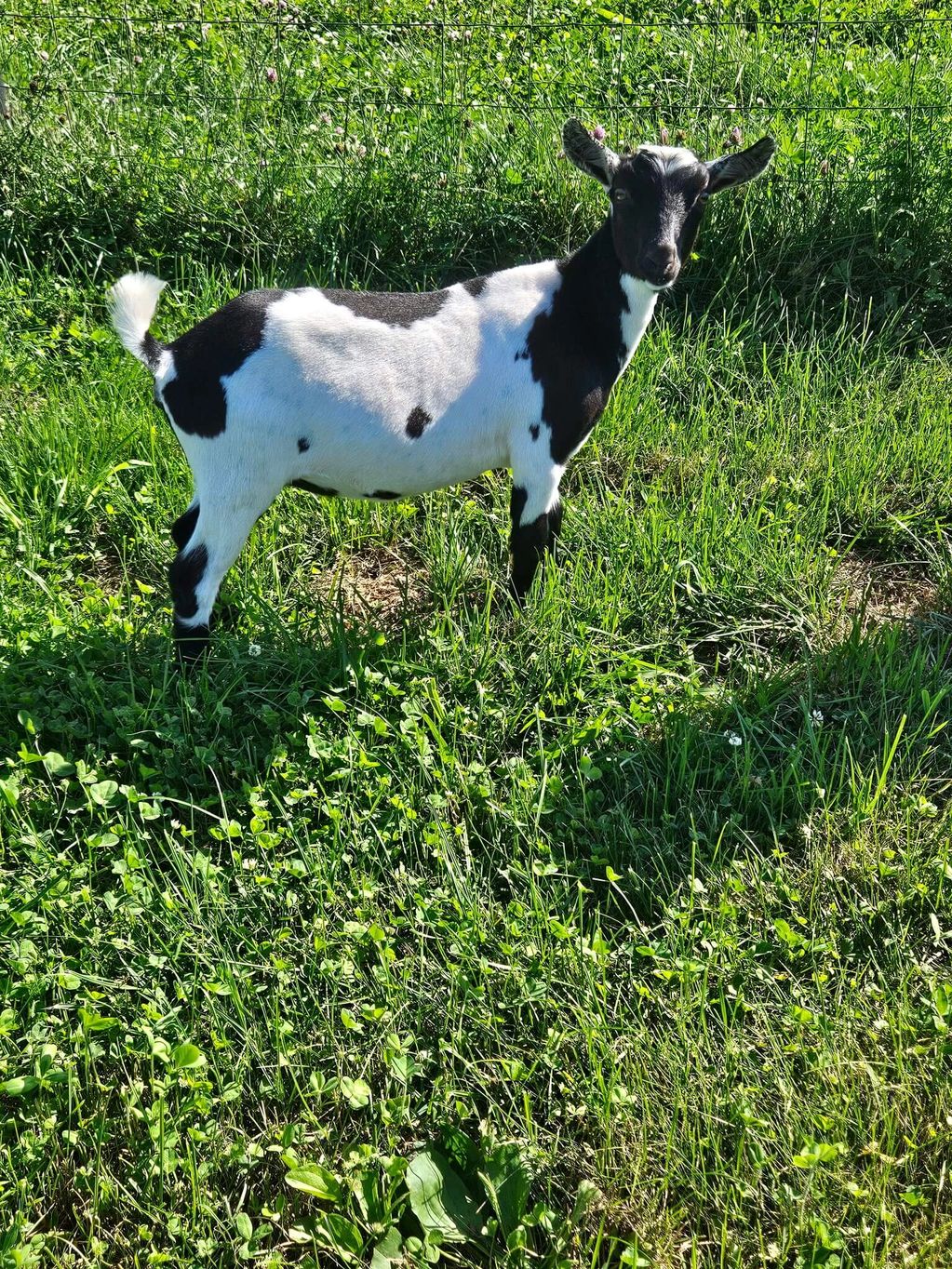 Black and white goat standing on grass.