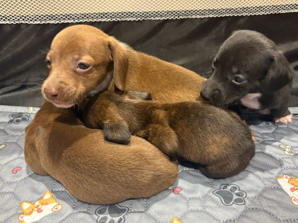 A group of four adorable puppies cuddling together on a blanket.