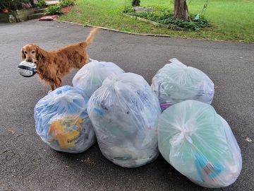Golden retriever carrying a can near several garbage bags on pavement.