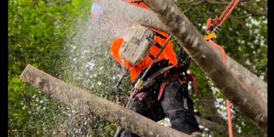 Limb Reaper cutting tree limit 