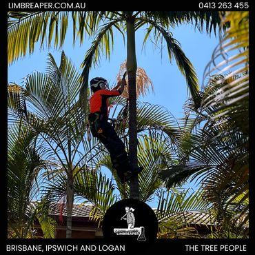 Limb Reaper worker climbing a palm tree to clean and prune