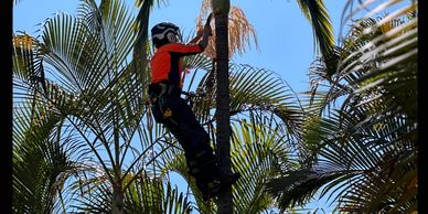Limb Reaper worker pruning palm tree