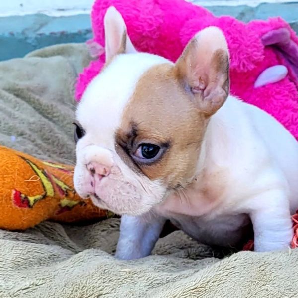 Female red fawn pied frenchy for sale. Carries testable chocolate SOLD