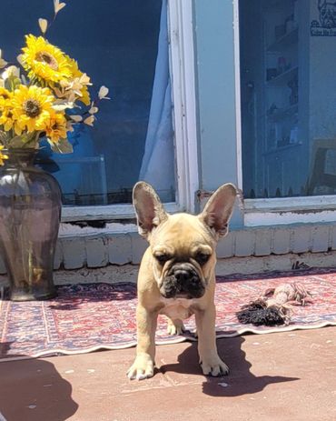 Fawn frenchie puppy for sale