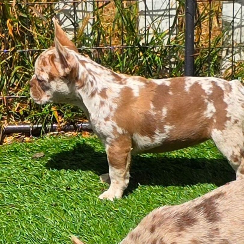 Just look at all her beautiful Fall colors!  Harlequin Rojo merle & carries fluffy 
 